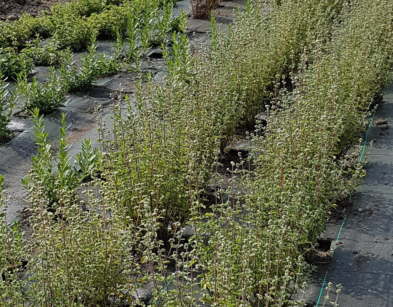 filari