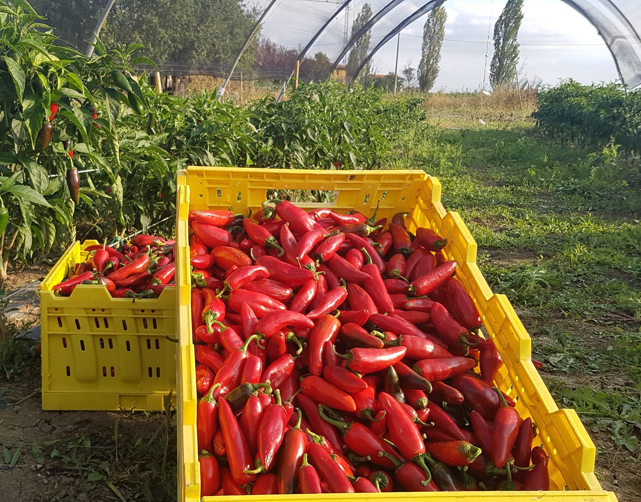 peperoncino